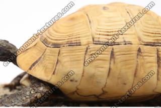tortoise shell 0031